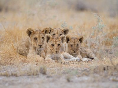 A group of cute baby lions lying among the grass in the middle of a field