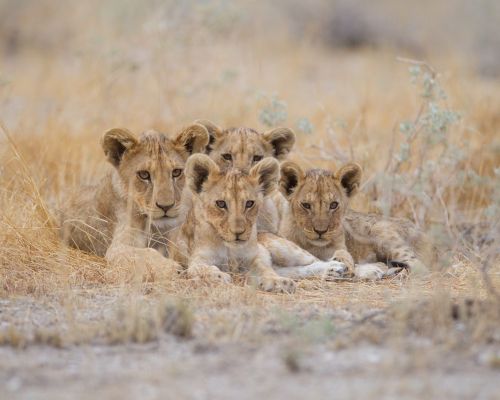 A group of cute baby lions lying among the grass in the middle of a field