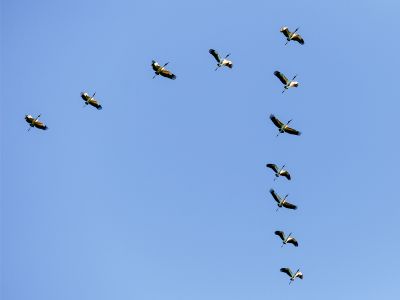 A low angle view of a flock of birds flying in the blue sky at daytime