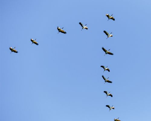 A low angle view of a flock of birds flying in the blue sky at daytime